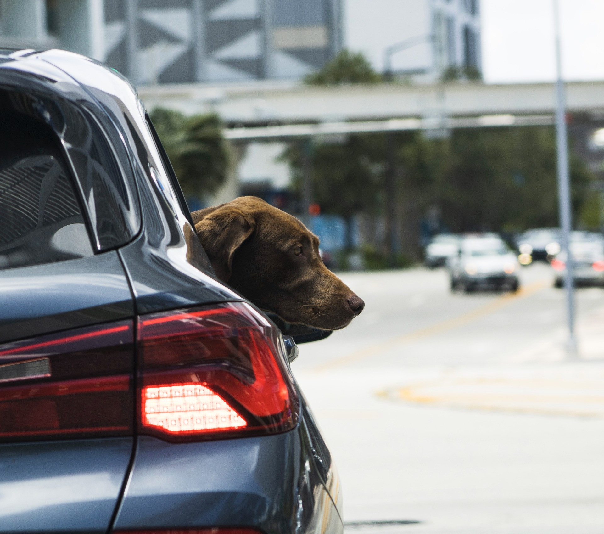 Hund im Auto lassen: Was Sie wissen und beachten sollten
